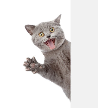 Shocked cat looking from behind blank white banner. isolated on white background