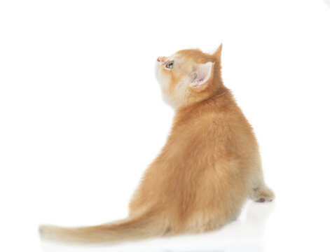 Golden chinchilla kitten sitting in back view and looking away and up on empty space. Isolated on white background