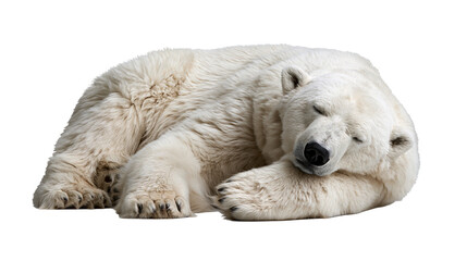 Sleeping polar bear with thick white fur resting on its paws © Maria