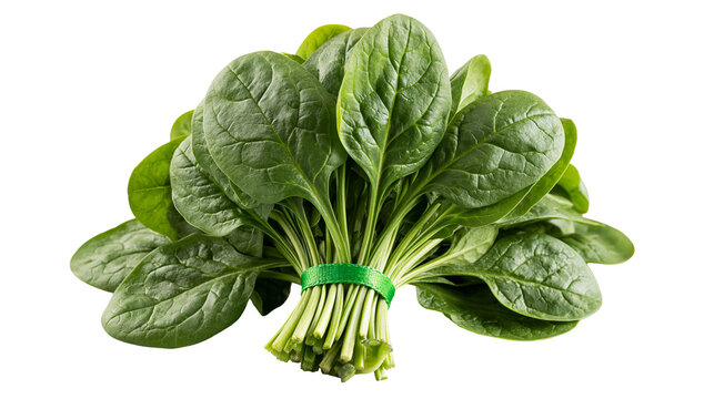Fresh green spinach leaves bunch tied with a green ribbon