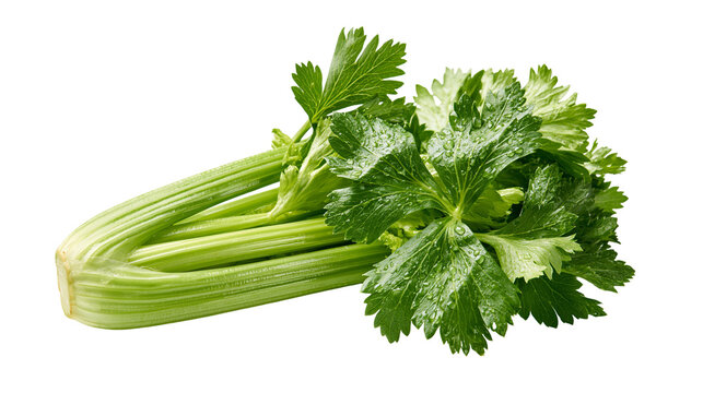 Fresh green celery stalk bunch with water droplets on leaves