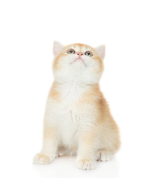 Cute Golden chinchilla kitten sitting in front view and looking up on empty space. Isolated on white background