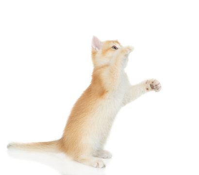 Playful young golden chinchilla cat standing on hind legs and looking away and up on empty space. Isolated on white background
