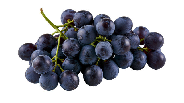 Fresh ripe dark purple grapes cluster with green stem