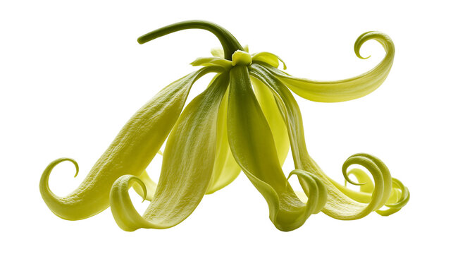 Single fresh green ylang ylang flower with long curled petals