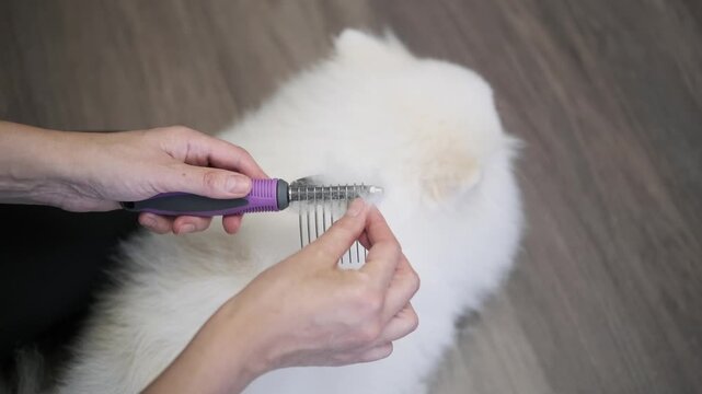 White Spitz fur brushing session focuses on gentle detangling care as hands guide comb brush through thick coat while steadying dog during calm home pet maintenance and grooming routine
