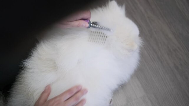 White Spitz fur receives careful brushing to remove tangles while hands groom dense fluffy undercoat on floor, showing focused home pet care, gentle handling, and neat coat maintenance
