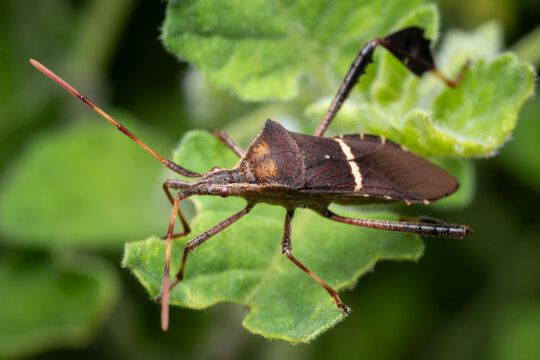 Eastern leaf-footed bug (Leptoglossus phyllopus) posing on a leaf.