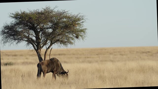 Blue wildebeest (Connochaetes taurinus)) in typical Nama Karoo-Kalahari transition zone habitat near Kimberley, Northern Cape, South Africa. 4K footage of a common wildebeest in its natural habitat.