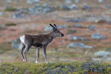 Reindeer in Colorful Autumn Landscape on Valdresflye, Norway © Lillian