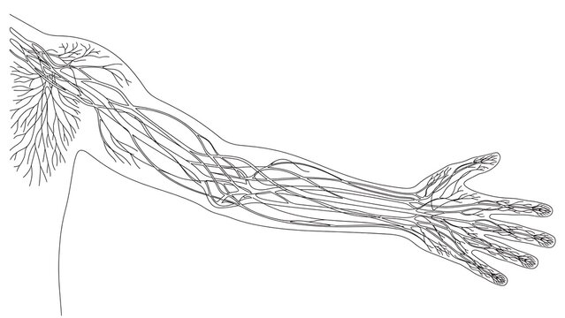 Human arm anatomy white background.