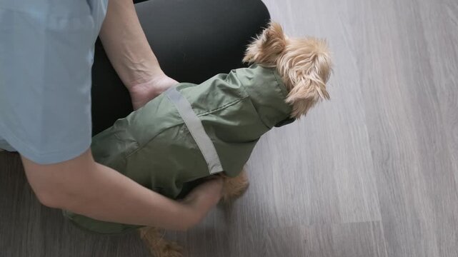 Small terrier wears green coat while caretaker fits garment, smoothing raincoat fabric and settling protective jacket around standing dog indoors on light floor for snug comfortable fit