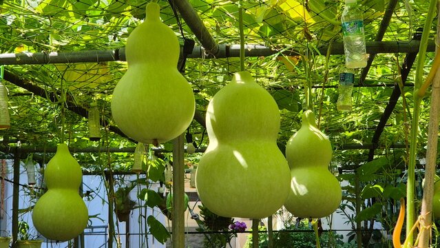 Calabash (bottle gourd, white-flowered gourd, long melon, Lagenaria siceraria) are planting on Bamboo arbor, Crops are ready for harvest.