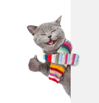 Happy cat wearing warm knitted woolen scarf showing thumbs up gesture from behind white blank board. Isolated on white background