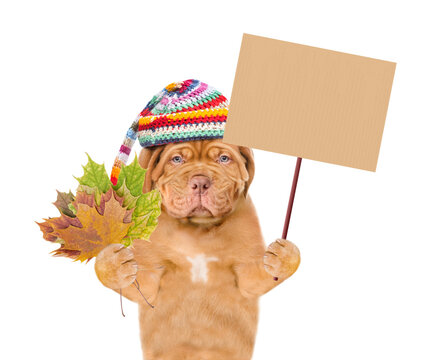 Sad Mastiff puppy wearing a warm hat with pompon holds dry colorful leaves and shows blank placard. isolated on white background