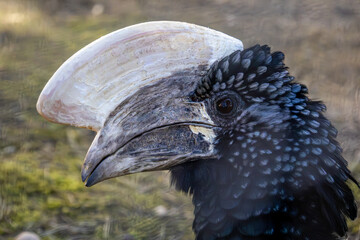 Close up shot of silvery cheeked hornbill bird head © Lens by Kate