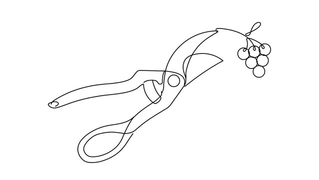 Grape pruning shears white background.