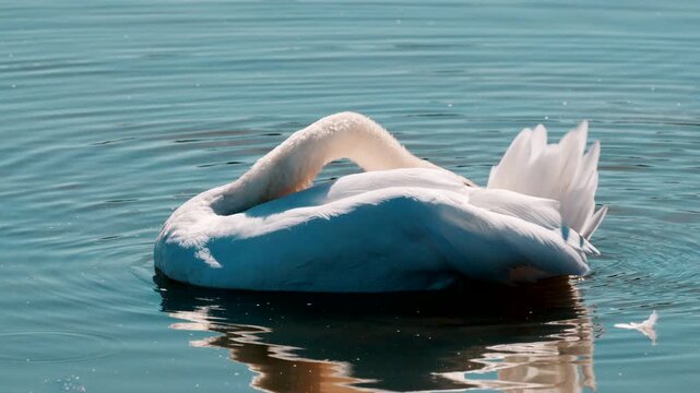 A beautiful close-up of a mute swan (Cygnus olor) drifting along on the Federsee while thoroughly preening its plumage.