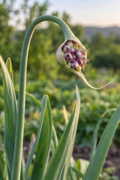 Curved garlic scape with a cluster of purple bulbils