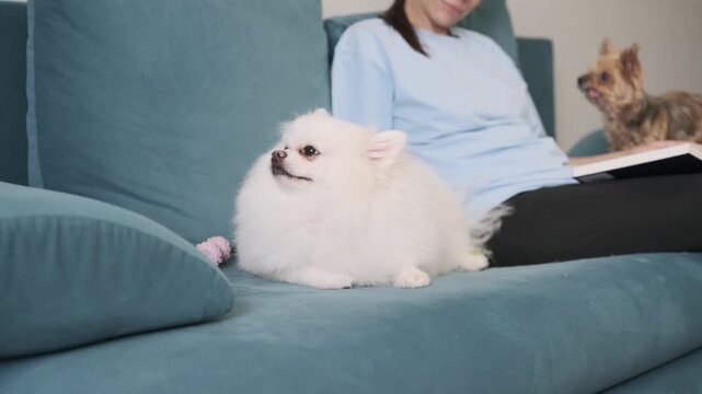 White Pomeranian lounges on blue couch beside pregnant woman reading while small dog sits nearby and second dog peeks from behind backrest, showing pets relaxing together in home living room