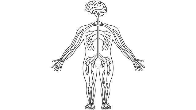 Human Body Anatomy white background.