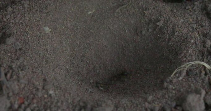Macro shot of a conical antlion larva trap pit in dry sandy soil with flicking sand.