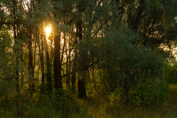 Scenic early morning view of the sun shining through dense trees and foliage in a green forest or park with beautiful sunbeams and backlight, Russia. © Vlad Rakin