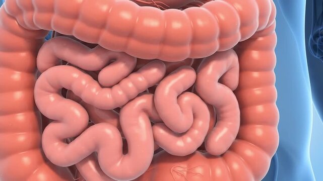 Medical animation showing the human digestive system, small intestine and large intestine in anatomical view for digestion education