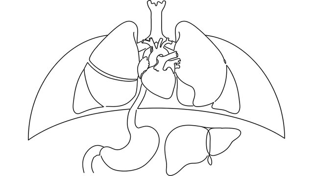 Human internal organs white background.