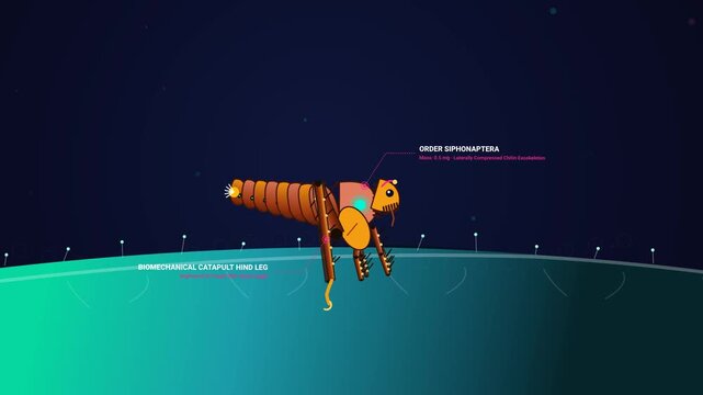 Scientific animation explaining the biomechanics of a flea jump detailing the order Siphonaptera using a resilin protein matrix as a biomechanical catapult for explosive kinetic recoil