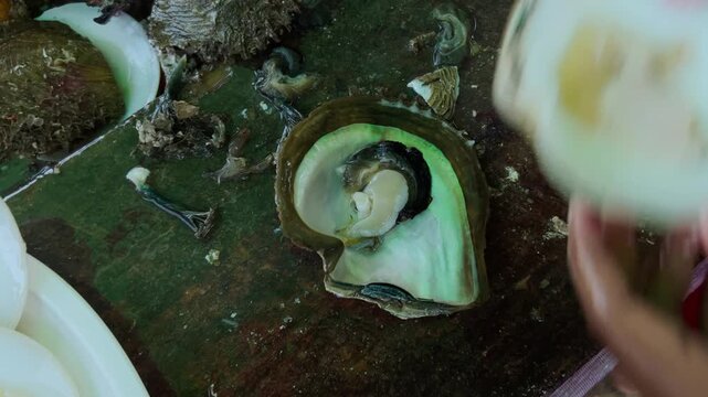 Close up view of assorted shells and shellfish arranged on a dark textured surface. Pale shell interiors and a green edged shell reveal varied marine textures.