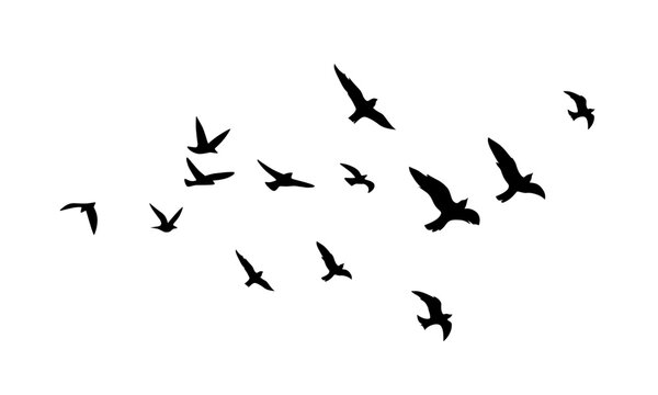 Birds silhouettes soaring together in diverse directions creating an intricate composition on light backdrop.