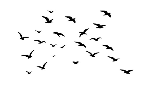 Flock of birds soaring gracefully across the clear white sky in a dynamic formation depicting freedom and nature.