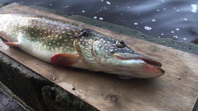 head of a large pike, a caught fish lies on the shore against the background of river water