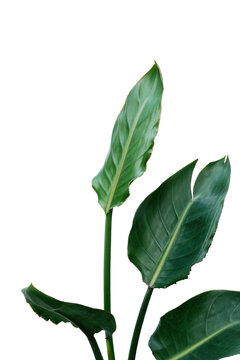 Tropical green leaves isolated on transparent background, Bird of paradise tree.