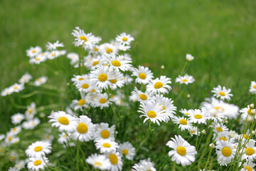 Fototapeta premium White chamomile daisy flowers blooming in green lawn, summer meadow floral background close up for botanical, herbal tea and natural cosmetics design