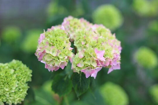 Pink and lime green hydrangea flower blooming close up on blurred natural background, soft macrophylla hortensia blossom, summer garden floral background with copy space.