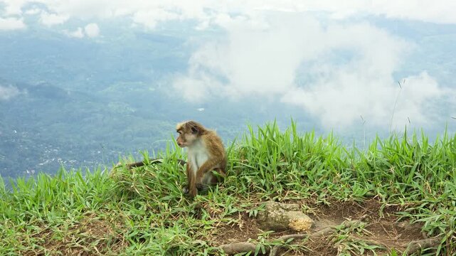 monkey sitting on grass