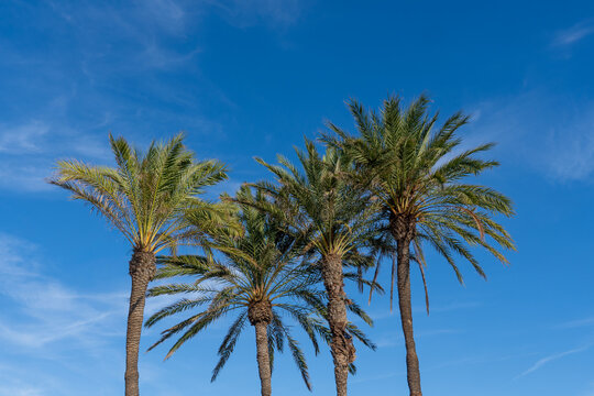 Four palm trees with a clear blue sky background and copy space