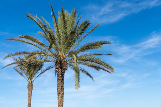 Two palm trees against a backdrop of blue sky and soft clouds. Copy space