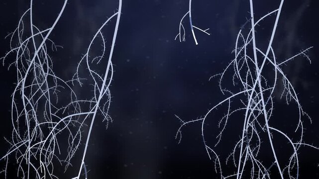 Plant roots branching and spreading downward through dark soil underground seamless loop in cool slate tones