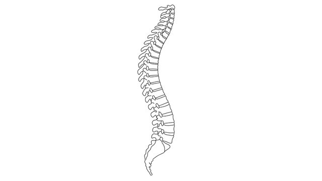 Human spine anatomy white background.