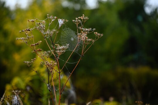 Spider web on dried plant in a field during early morning light