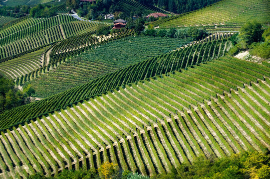 Barolo and Nebbiolo vineyards and grapes in Langhe Piedmont Italy