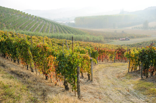 Barolo and Nebbiolo vineyards and grapes in Langhe Piedmont Italy