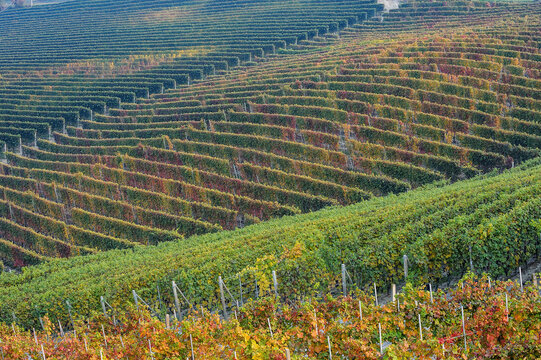 Barolo and Nebbiolo vineyards and grapes in Langhe Piedmont Italy