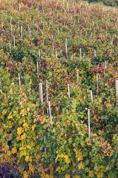 Barolo and Nebbiolo vineyards and grapes in Langhe Piedmont Italy