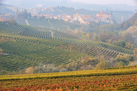 Barolo and Nebbiolo vineyards and grapes in Langhe Piedmont Italy