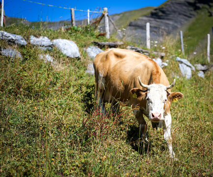 Brown and White Cow Grazing in Alpine Meadow, Grindelwald Switzerland