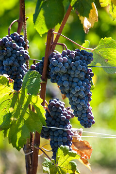 Barolo and Nebbiolo vineyards and grapes in Langhe Piedmont Italy